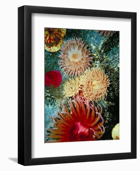 Graphic Sea Anemone III-Vision Studio-Framed Art Print