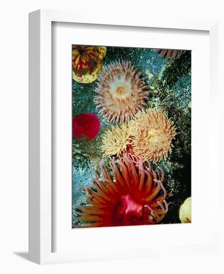 Graphic Sea Anemone III-Vision Studio-Framed Art Print