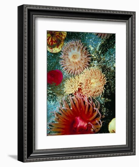 Graphic Sea Anemone III-Vision Studio-Framed Art Print