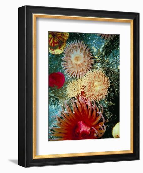 Graphic Sea Anemone III-Vision Studio-Framed Art Print