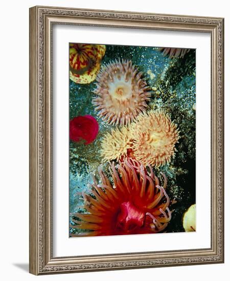 Graphic Sea Anemone III-Vision Studio-Framed Art Print