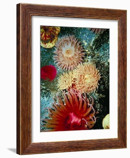 Graphic Sea Anemone III-Vision Studio-Framed Art Print