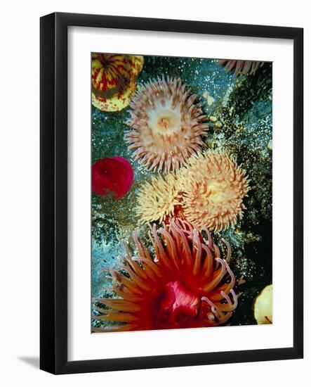 Graphic Sea Anemone III-Vision Studio-Framed Art Print