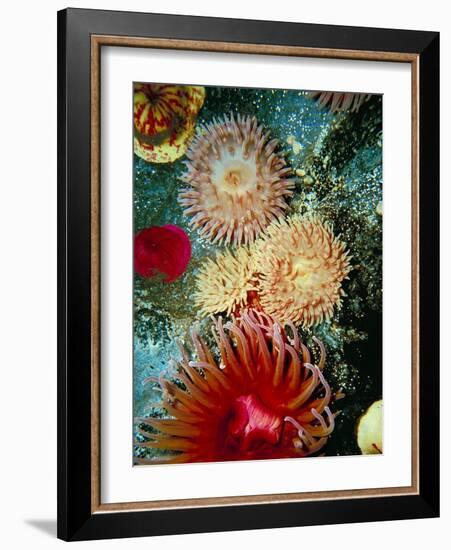 Graphic Sea Anemone III-Vision Studio-Framed Art Print