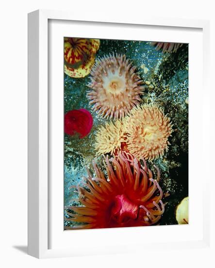 Graphic Sea Anemone III-Vision Studio-Framed Art Print