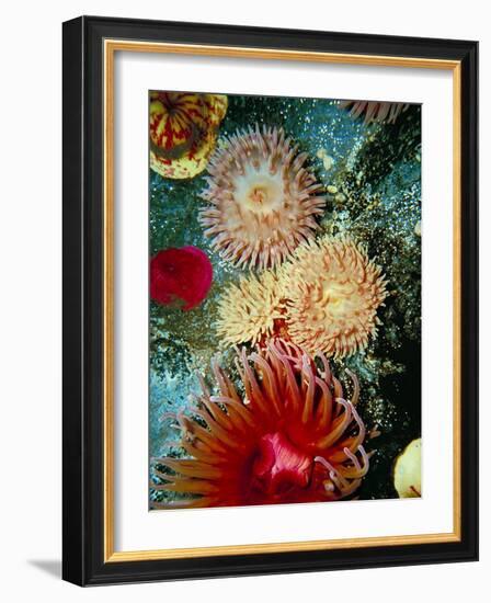 Graphic Sea Anemone III-Vision Studio-Framed Art Print