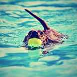 A Young Boy Swimming in a Small Pool-graphicphoto-Photographic Print