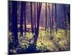 Photographic Print