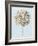 Graphite Botanical Study III-Grace Popp-Framed Art Print