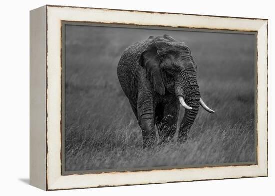 Graphite-Massimo Mei-Framed Premier Image Canvas