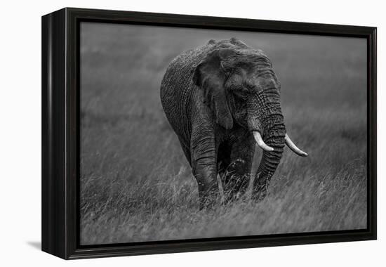 Graphite-Massimo Mei-Framed Premier Image Canvas