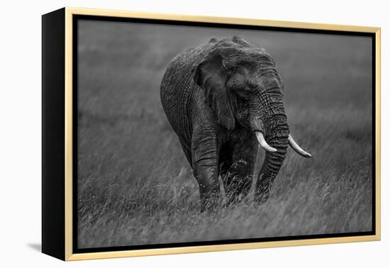 Graphite-Massimo Mei-Framed Premier Image Canvas