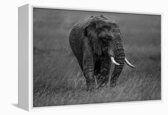 Graphite-Massimo Mei-Framed Premier Image Canvas