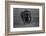 Graphite-Massimo Mei-Framed Photographic Print