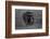 Graphite-Massimo Mei-Framed Photographic Print