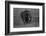 Graphite-Massimo Mei-Framed Photographic Print