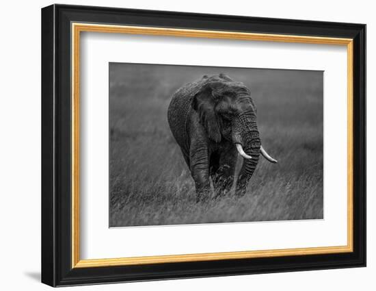 Graphite-Massimo Mei-Framed Photographic Print