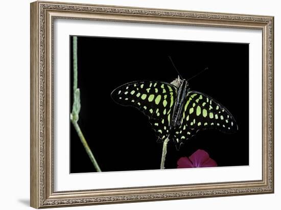 Graphium Agamemnon (Tailed Jay Butterfly, Green-Spotted Triangle)-Paul Starosta-Framed Photographic Print