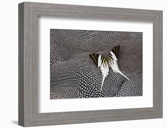 Graphium Butterfly on Helmeted Guineafowl-Darrell Gulin-Framed Photographic Print