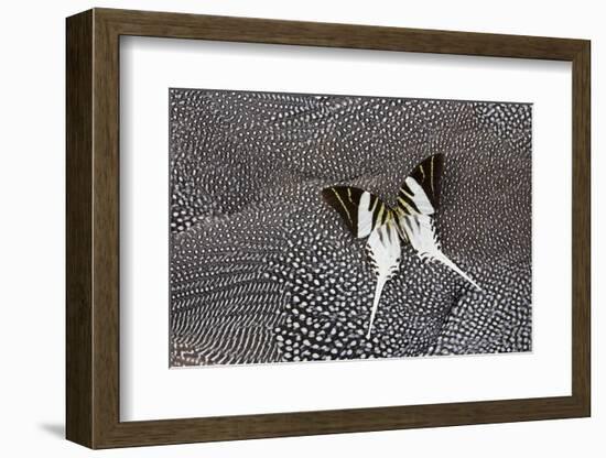 Graphium Butterfly on Helmeted Guineafowl-Darrell Gulin-Framed Photographic Print