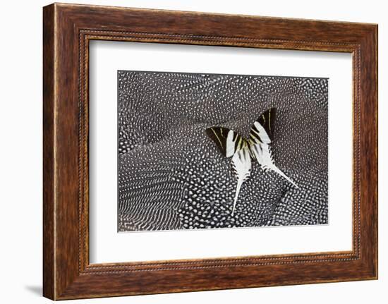Graphium Butterfly on Helmeted Guineafowl-Darrell Gulin-Framed Photographic Print