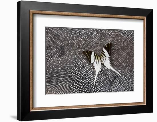 Graphium Butterfly on Helmeted Guineafowl-Darrell Gulin-Framed Photographic Print