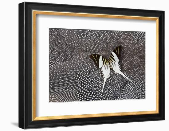 Graphium Butterfly on Helmeted Guineafowl-Darrell Gulin-Framed Photographic Print