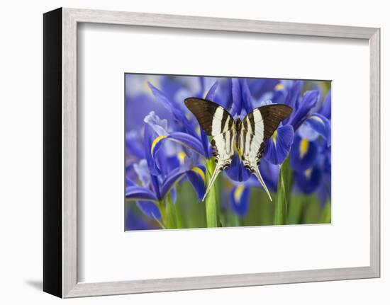 Graphium Dorcus Butungensis or the Tabitha's Swordtail Butterfly-Darrell Gulin-Framed Photographic Print