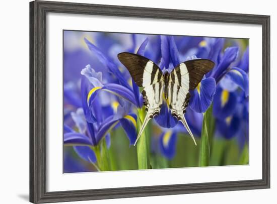 Graphium Dorcus Butungensis or the Tabitha's Swordtail Butterfly-Darrell Gulin-Framed Photographic Print