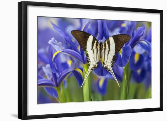 Graphium Dorcus Butungensis or the Tabitha's Swordtail Butterfly-Darrell Gulin-Framed Photographic Print