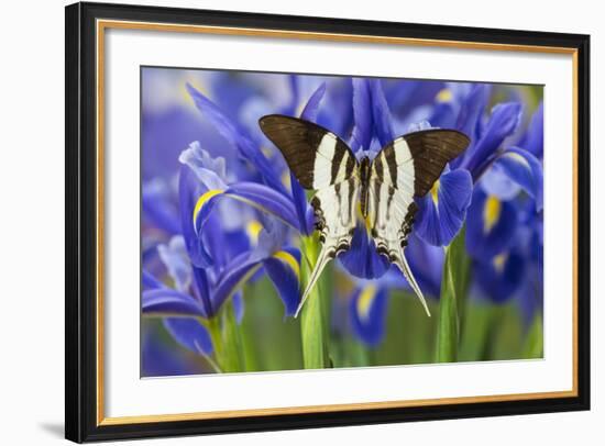 Graphium Dorcus Butungensis or the Tabitha's Swordtail Butterfly-Darrell Gulin-Framed Photographic Print