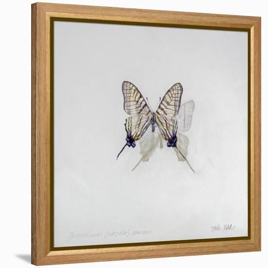 Graphium eurosus, 2014-Odile Kidd-Framed Premier Image Canvas