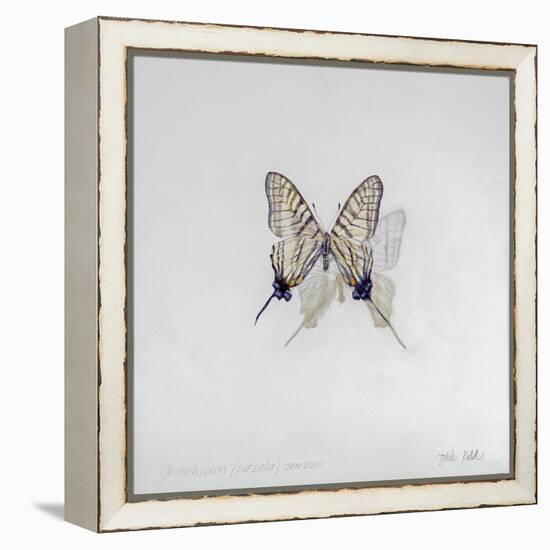 Graphium eurosus, 2014-Odile Kidd-Framed Premier Image Canvas