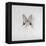 Graphium eurosus, 2014-Odile Kidd-Framed Premier Image Canvas