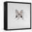 Graphium eurosus, 2014-Odile Kidd-Framed Premier Image Canvas