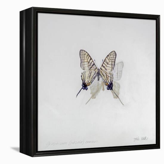 Graphium eurosus, 2014-Odile Kidd-Framed Premier Image Canvas