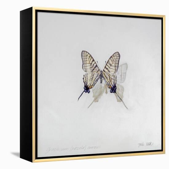 Graphium eurosus, 2014-Odile Kidd-Framed Premier Image Canvas