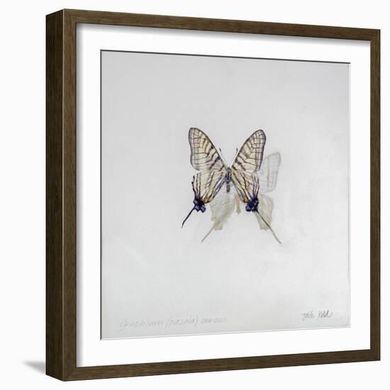 Graphium eurosus, 2014-Odile Kidd-Framed Giclee Print