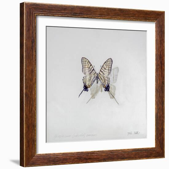 Graphium eurosus, 2014-Odile Kidd-Framed Giclee Print