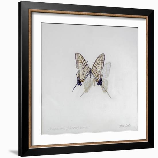 Graphium eurosus, 2014-Odile Kidd-Framed Giclee Print