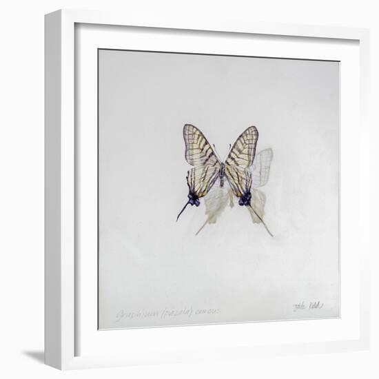 Graphium eurosus, 2014-Odile Kidd-Framed Giclee Print