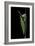 Graphium Stratocles (Swallowtail Butterfly) - Pupa-Paul Starosta-Framed Photographic Print