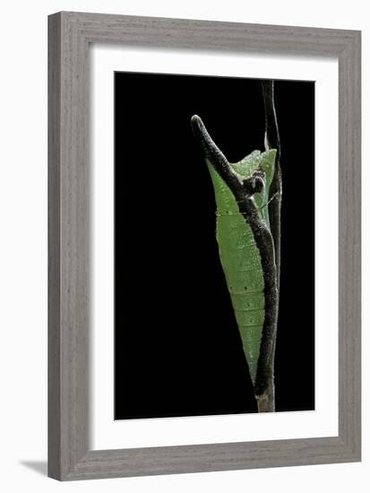 Graphium Stratocles (Swallowtail Butterfly) - Pupa-Paul Starosta-Framed Photographic Print