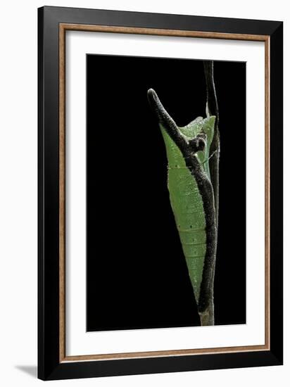 Graphium Stratocles (Swallowtail Butterfly) - Pupa-Paul Starosta-Framed Photographic Print