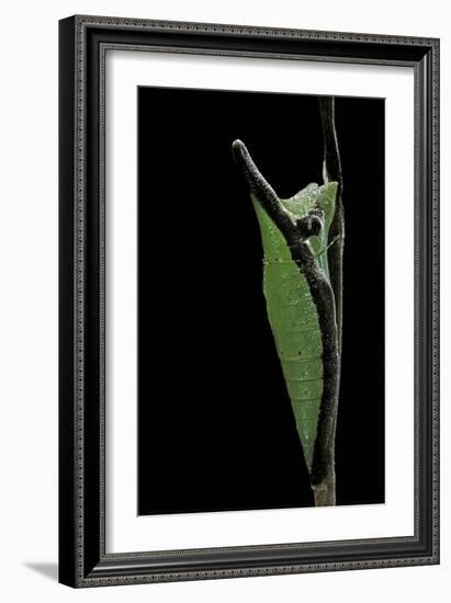 Graphium Stratocles (Swallowtail Butterfly) - Pupa-Paul Starosta-Framed Photographic Print