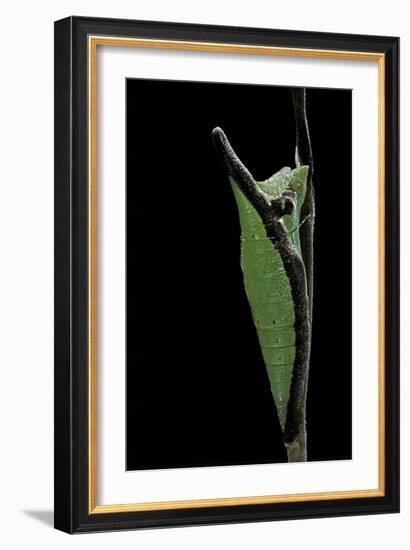 Graphium Stratocles (Swallowtail Butterfly) - Pupa-Paul Starosta-Framed Photographic Print