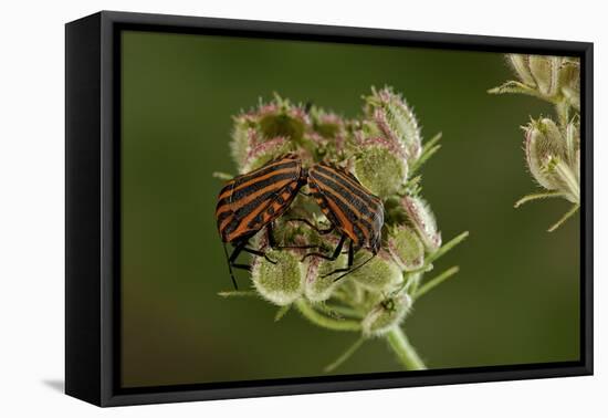 Graphosoma Lineatum (Striped Shield Bug ) - Mating-Paul Starosta-Framed Premier Image Canvas