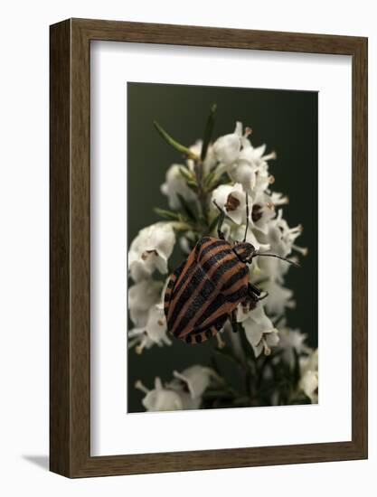 Graphosoma Lineatum (Striped Shield Bug )-Paul Starosta-Framed Photographic Print