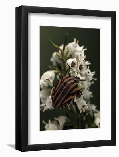 Graphosoma Lineatum (Striped Shield Bug )-Paul Starosta-Framed Photographic Print