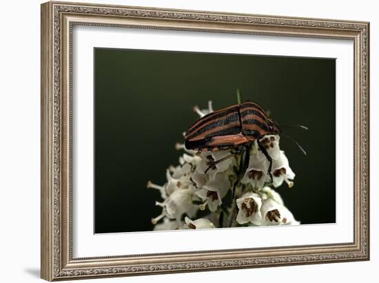 Graphosoma Lineatum (Striped Shield Bug )-Paul Starosta-Framed Photographic Print